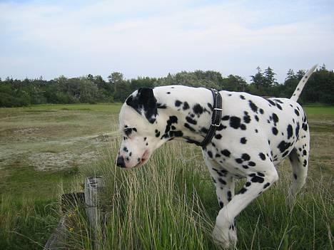 Dalmatiner Rocky (aflivet) - hvad er det? billede 5