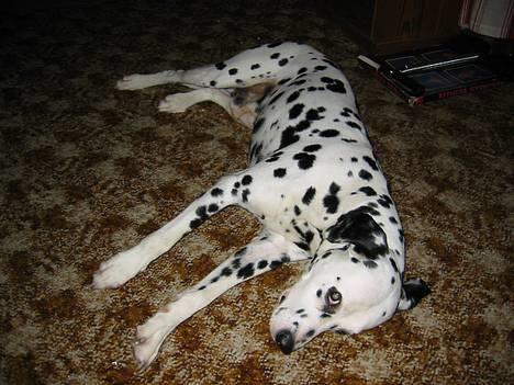 Dalmatiner Rocky (aflivet) - Rocky spiller død billede 6
