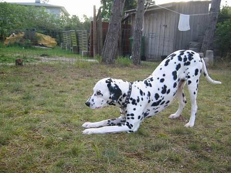 Dalmatiner Rocky (aflivet) - rocky "falder" billede 7