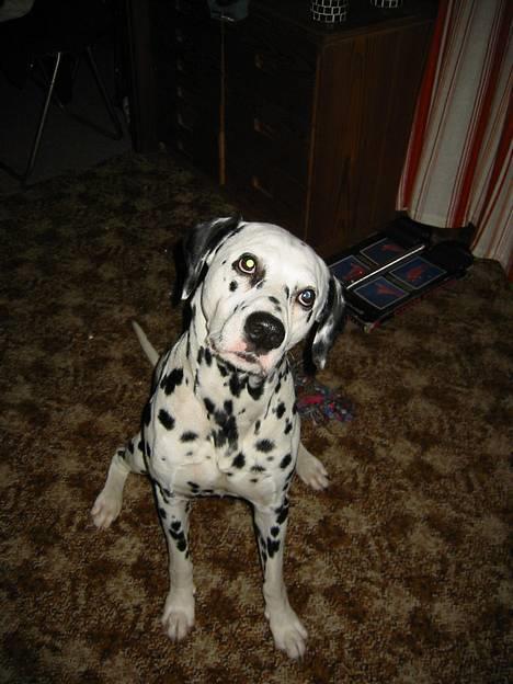 Dalmatiner Rocky (aflivet) - "hvor er Elvis".... billede 8