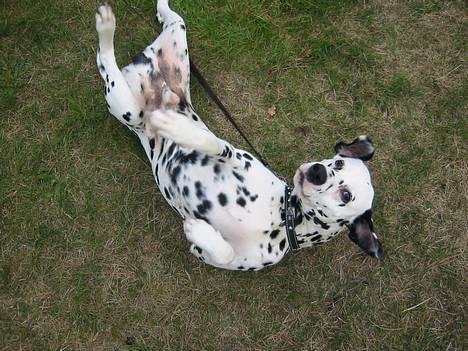 Dalmatiner Rocky (aflivet) - Rocky ruller rundt billede 9