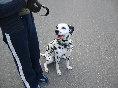 Dalmatiner Rocky (aflivet) - Plads...... ja han var ikke så dum... lille rocky.. billede 10