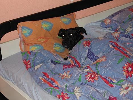 Blanding af racer Sara - Sara har indtaget sengen billede 6