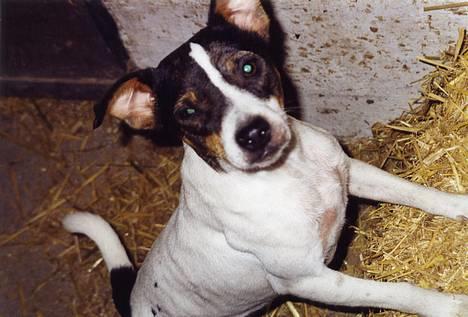 Dansk svensk gaardhund Trunde - ..::Trunte::.. billede 1