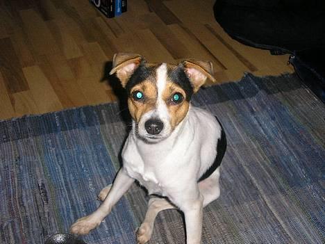 Dansk svensk gaardhund Vif - ..::Vif::.. billede 1