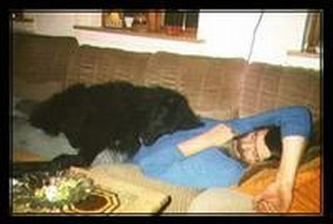 Groenendael Elmelys Bølle (Zorro) - Bølle dybt afslappet efter at have været på arbejde som grisehyrde billede 1