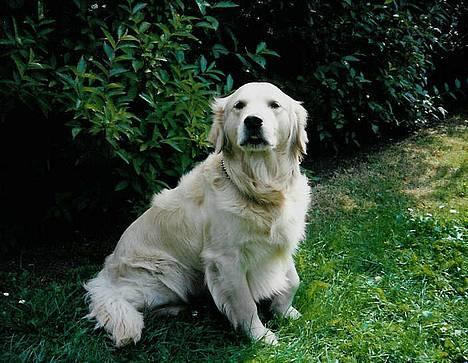 Golden retriever Leregårdens Luck  billede 2
