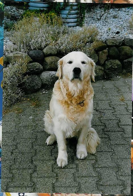 Golden retriever Leregårdens Luck  billede 3
