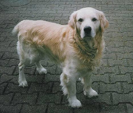 Golden retriever Leregårdens Luck  - det her er et gammel billede af mig og luck billede 4