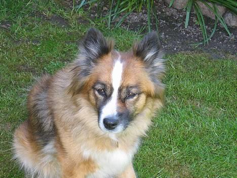 Islandsk fårehund Eyja billede 8