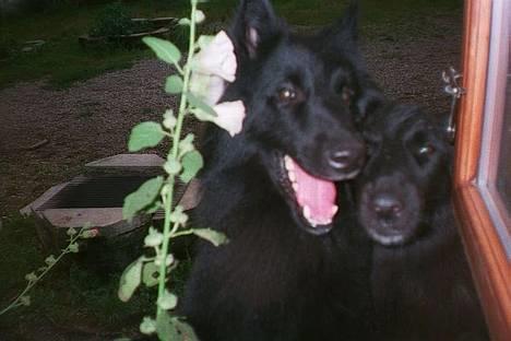 Groenendael Elmelys Bølle (Zorro) - Bølle og Kiami billede 2
