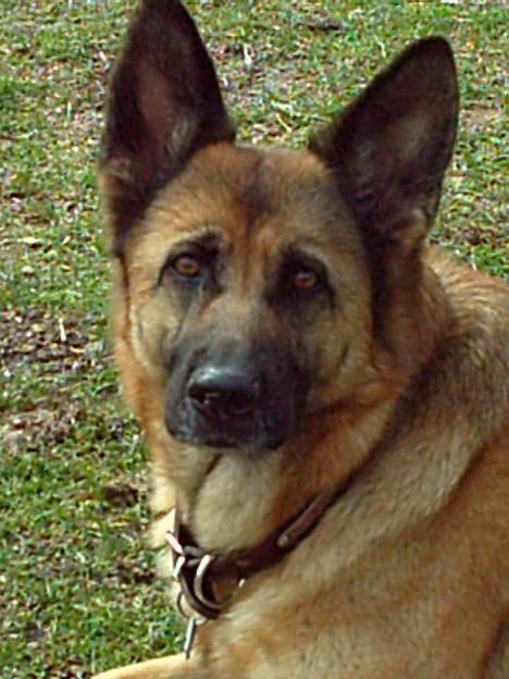 Schæferhund Freja - Freja er en dejlig hund, <33 billede 1