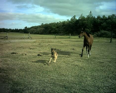 Schæferhund Freja - De 2 elsker at lege fange, Freja og min datters hest Kreta ., billede 4