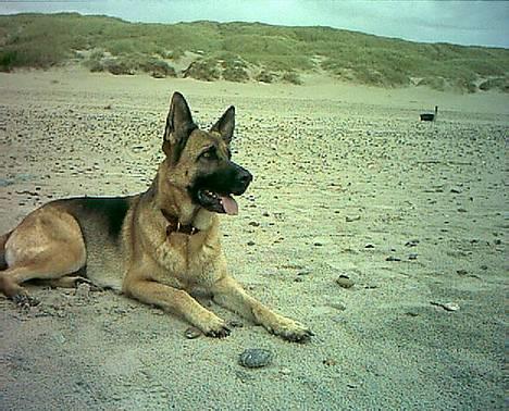 Schæferhund Freja - Endnu en dejlig tur ved stranden . ;D billede 5