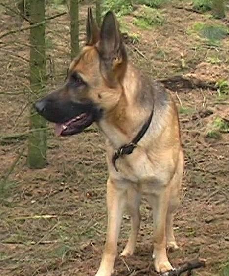 Schæferhund Freja - Det er nogen år siden, hun var meget tynd dengang ., og lysere ;) billede 6