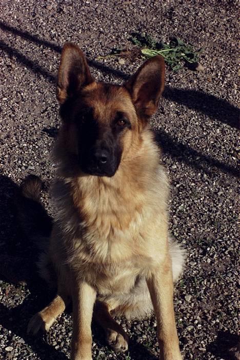 Schæferhund Lilliendahl Lottie billede 1