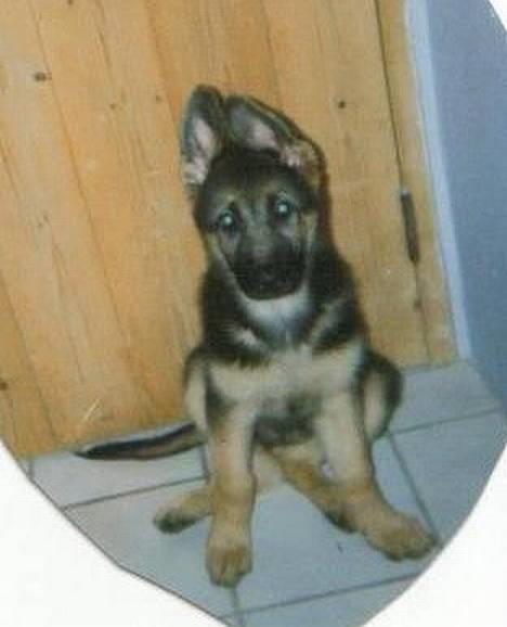 Schæferhund Freja - En freja som er hvalp :b billede 7