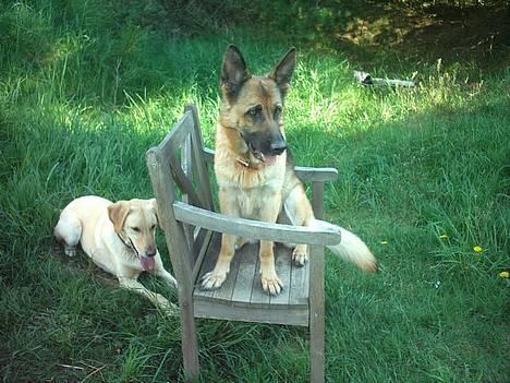 Schæferhund Freja - Freja er meget velopdragen ;) billede 8