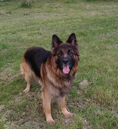 Schæferhund Samson - smid lige den pind igen.... billede 5