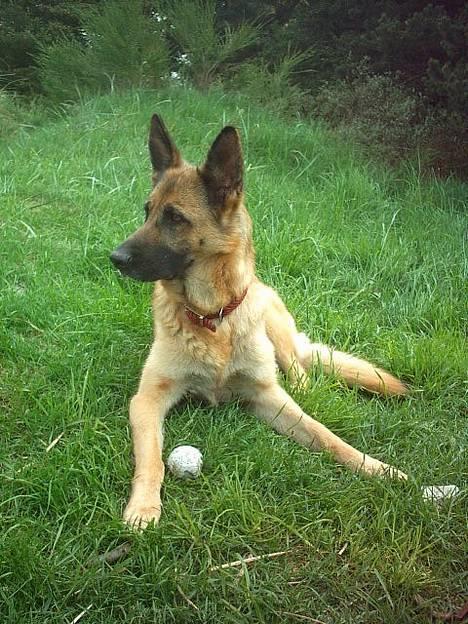 Schæferhund Freja - Det er min bold ;D billede 9
