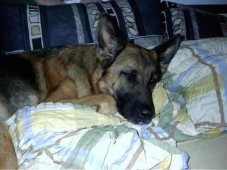 Schæferhund Freja - Det bedste jeg ved , at drømme sødt i søsters seng ;) billede 10