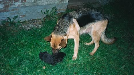 Schæferhund Lilliendahl Lottie billede 2