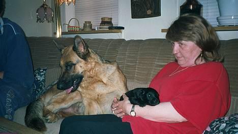 Schæferhund Lilliendahl Lottie billede 3