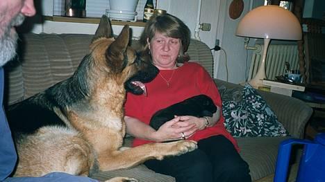 Schæferhund Lilliendahl Lottie billede 4