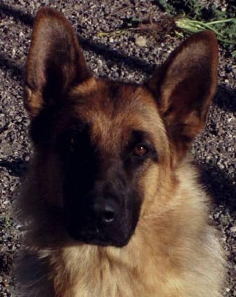 Schæferhund Lilliendahl Lottie billede 5