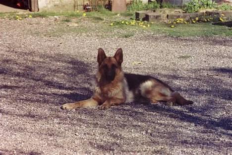 Schæferhund Lilliendahl Lottie billede 6