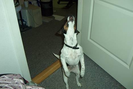 Dansk svensk gaardhund Puk - Jeg kan synge og danse på samme tid.......... billede 1