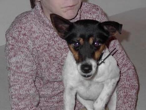 Dansk svensk gaardhund Puk - Jeg Hyger mig billede 3