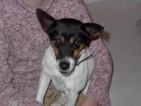 Dansk svensk gaardhund Puk - er jeg ikke cute billede 2