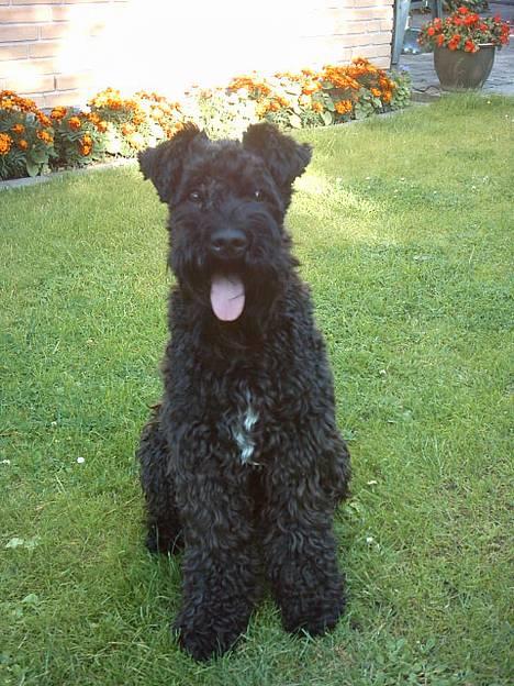 Kerry blue terrier Kordes Unique Dream - Kiki sidder fint og venter på "klikket" fra kameraet og SÅ er det igang med nye narrestreger... billede 1