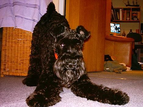 Kerry blue terrier Kordes Unique Dream - Frisk og legesyg er man altid når man hedder Kiki billede 4