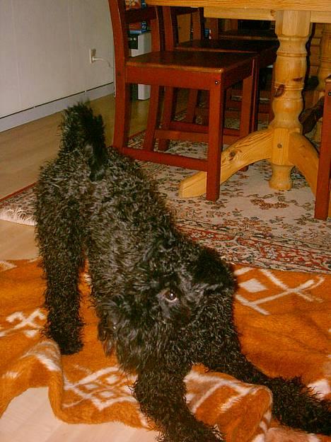 Kerry blue terrier Kordes Unique Dream - Så har vi lige hørt ordren "Aaarj, fy" ;-) billede 2