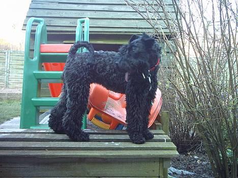 Kerry blue terrier Kordes Unique Dream - 2 sekunder kan vi stå model og så er det ud at lege videre... billede 10