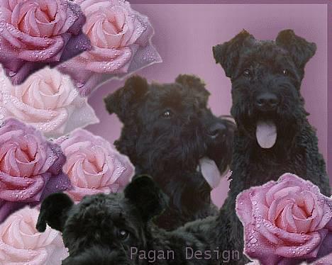 Kerry blue terrier Kordes Unique Dream - Der er blevet lavet denne smukke kollage med Kiki billede 3