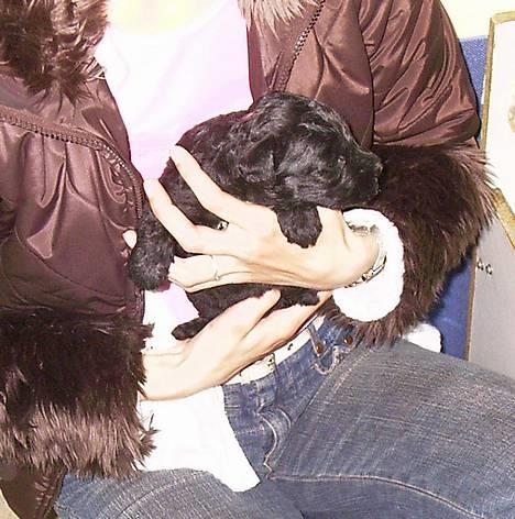 Kerry blue terrier Kordes Unique Dream - Der var engang hun var lille og uskyldig. Her er hun 3 uger gammel billede 8