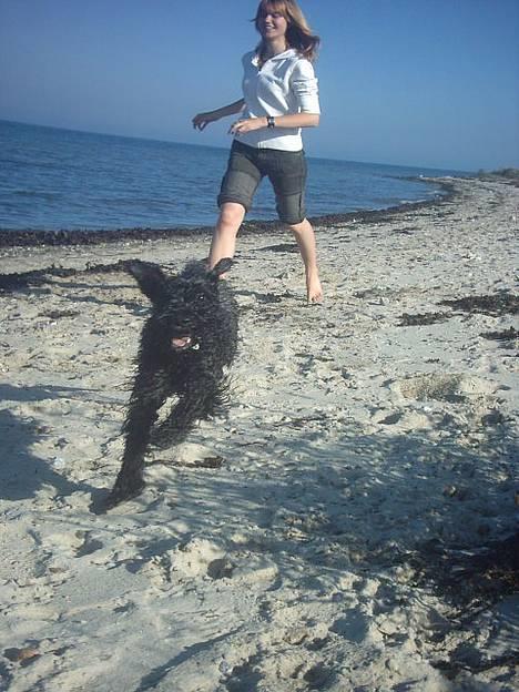 Kerry blue terrier Kordes Unique Dream - Kiki i fuldt vigør ved stranden, med min lillesøster i hælene...  billede 9