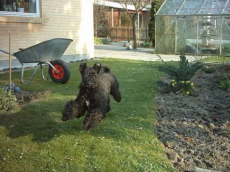 Kerry blue terrier Kordes Unique Dream - Var der nogen der kaldte!?! billede 7