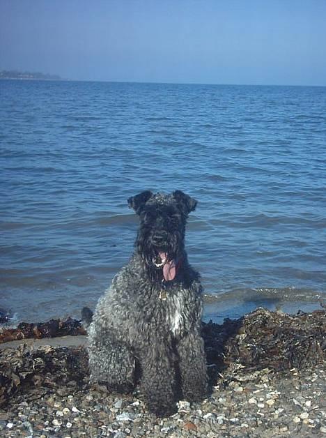 Kerry blue terrier Kordes Unique Dream - Kiki fanget i en (sjælden) stille stund, ved stranden... (kan så diskuteres hvor intelligent hun ser ud med dén tunge ;-)) billede 5