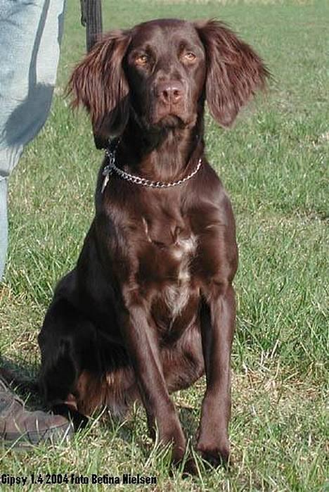 Langhåret hønsehund Gypsy - Gypsy April 2004 billede 1