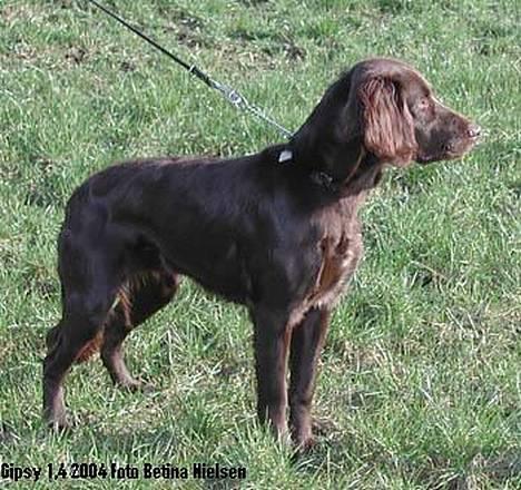 Langhåret hønsehund Gypsy - Gypsy april 2004: mon jeg får lov at løbe ud og fange fugle billede 2