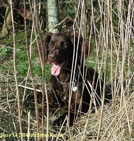 Langhåret hønsehund Gypsy - Gypsy april 2004: Mon jeg kan gemme mig her billede 3