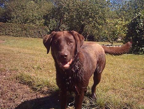 Labrador retriever Tenna billede 2