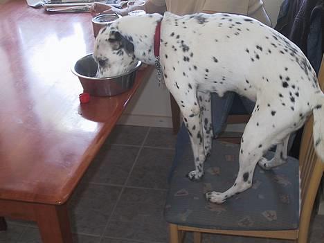 Blanding af racer Mille *Død* - Hehe mille elsker at sidde med ved bordet .. men hun må kun når det er mig og min søs og mor der er alene så.. sysssssss billede 1