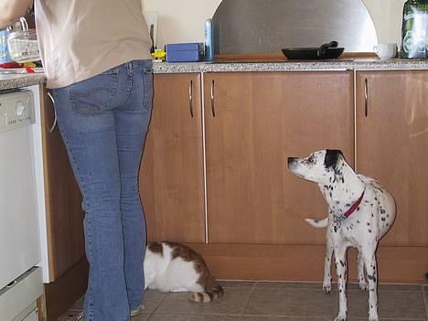 Blanding af racer Mille *Død* - Er der mad ????????????.... (( katten venter også på mad )) billede 2