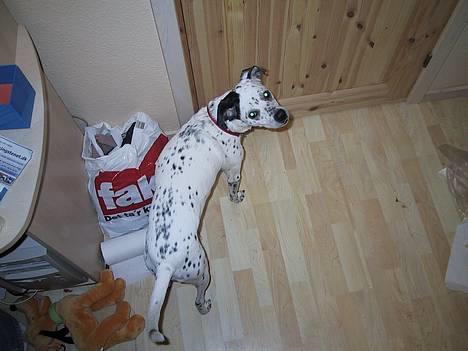 Blanding af racer Mille *Død* - Tja....... man kan jo også blive lidt træt af at være foto model billede 3