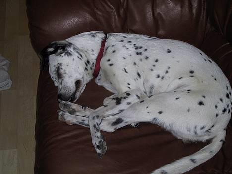 Blanding af racer Mille *Død* - Fangede hende lige i en mærkelig stilling, mens hun sov.... billede 6